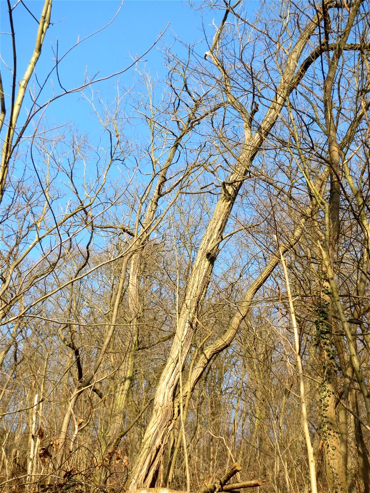 Robinien (Robinia pseudoacacia) invasiv am Kaninchenberg in Saarbrücken - leicht zu erkennen an der gerippten Rinde