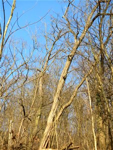 Robinien (Robinia pseudoacacia) invasiv am Kaninchenberg in Saarbrücken - leicht zu erkennen an der gerippten Rinde