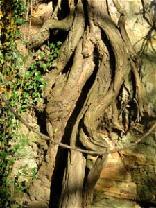 Wurzel einer Robinie (Robinia pseudoacacia) bei der Drahtzugmühle in Alt-Saarbrücken photo