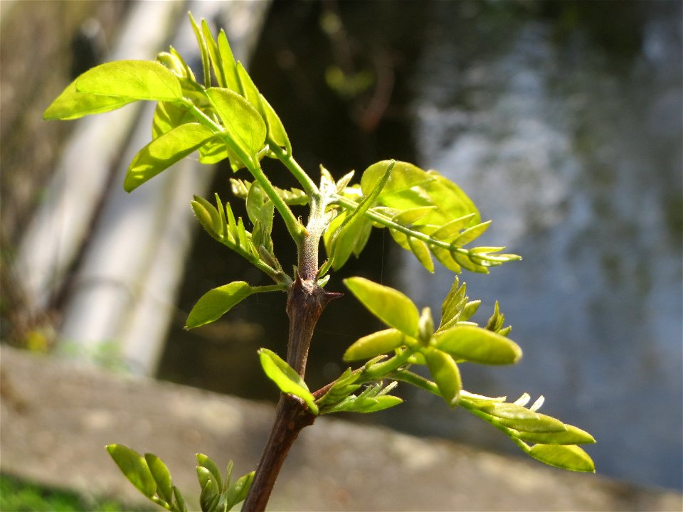 Aufspringende Blattknospen der Robinie (Robinia pseudoacacia) am Kraichbach in Hockenheim