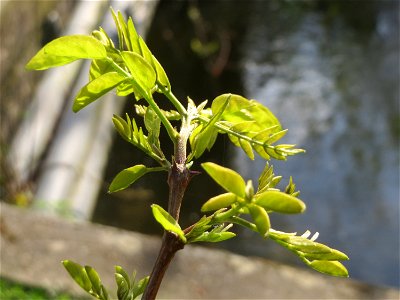 Aufspringende Blattknospen der Robinie (Robinia pseudoacacia) am Kraichbach in Hockenheim