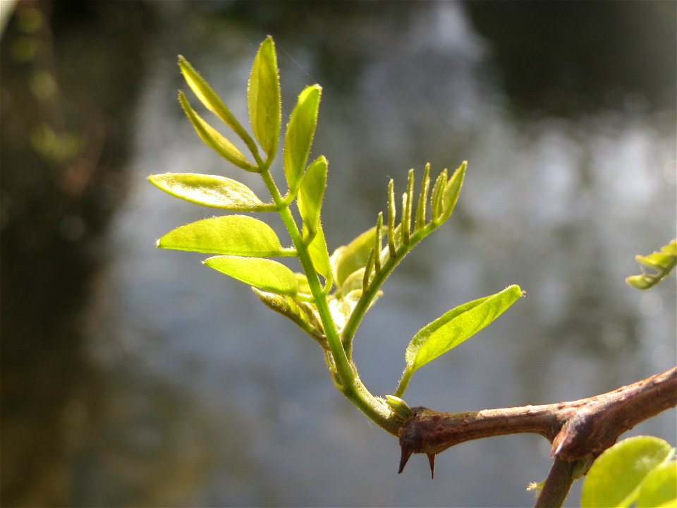 Aufspringende Blattknospen der Robinie (Robinia pseudoacacia) am Kraichbach in Hockenheim