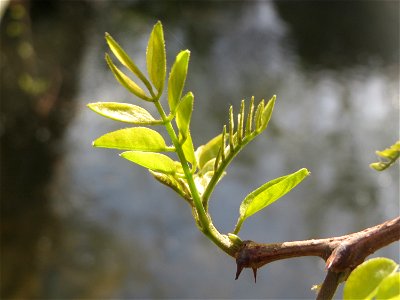 Aufspringende Blattknospen der Robinie (Robinia pseudoacacia) am Kraichbach in Hockenheim