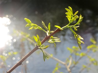 Aufspringende Blattknospen der Robinie (Robinia pseudoacacia) am Kraichbach in Hockenheim
