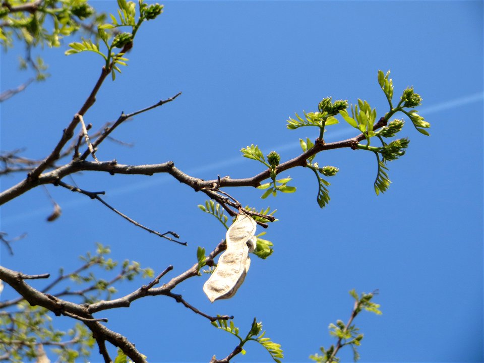 Aufspringende Blattknospen der Robinie (Robinia pseudoacacia) auf einem Grünstreifen zwischen Eisenbahnstraße und Am Damm in Hockenheim