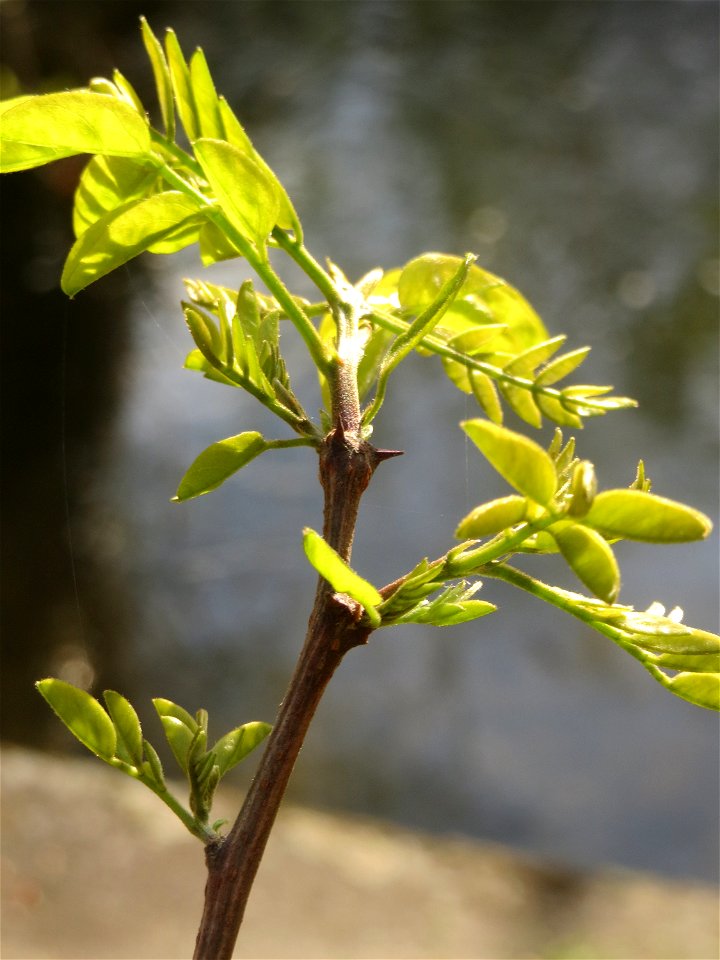 Aufspringende Blattknospen der Robinie (Robinia pseudoacacia) am Kraichbach in Hockenheim