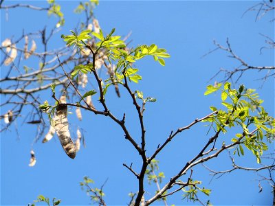Aufspringende Blattknospen der Robinie (Robinia pseudoacacia) auf einem Grünstreifen zwischen Eisenbahnstraße und Am Damm in Hockenheim