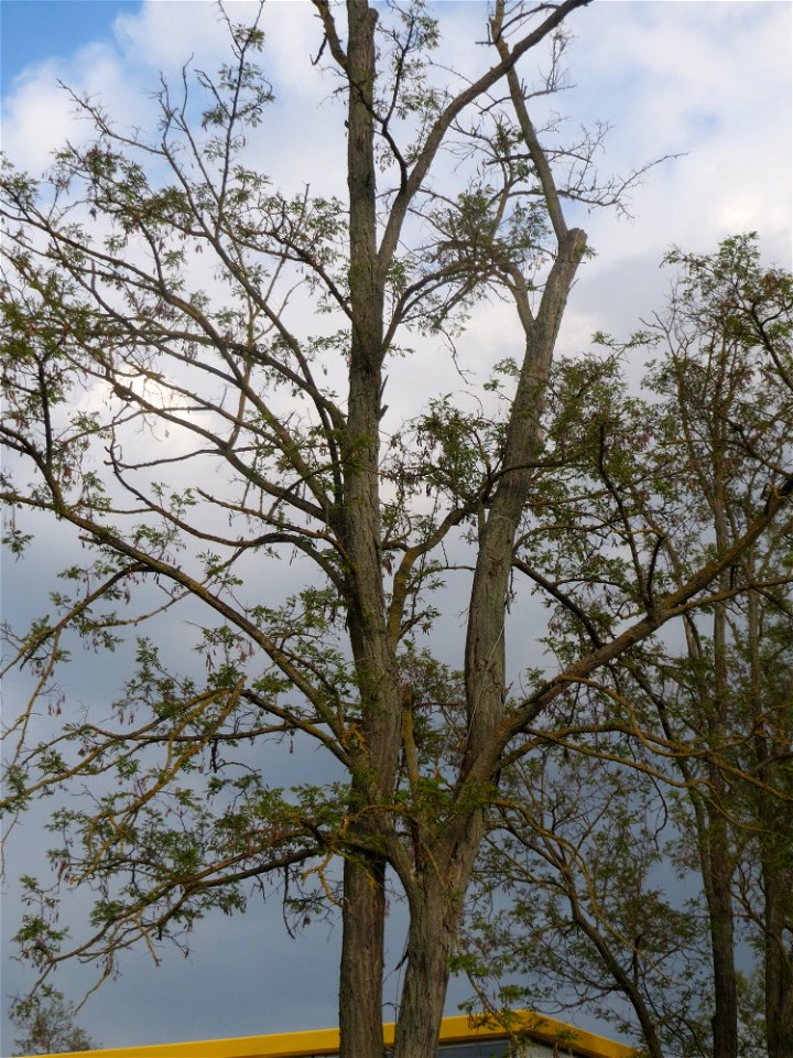 Robinie (Robinia pseudoacacia) im Hockenheimer Rheinbogen