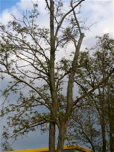 Robinie (Robinia pseudoacacia) im Hockenheimer Rheinbogen