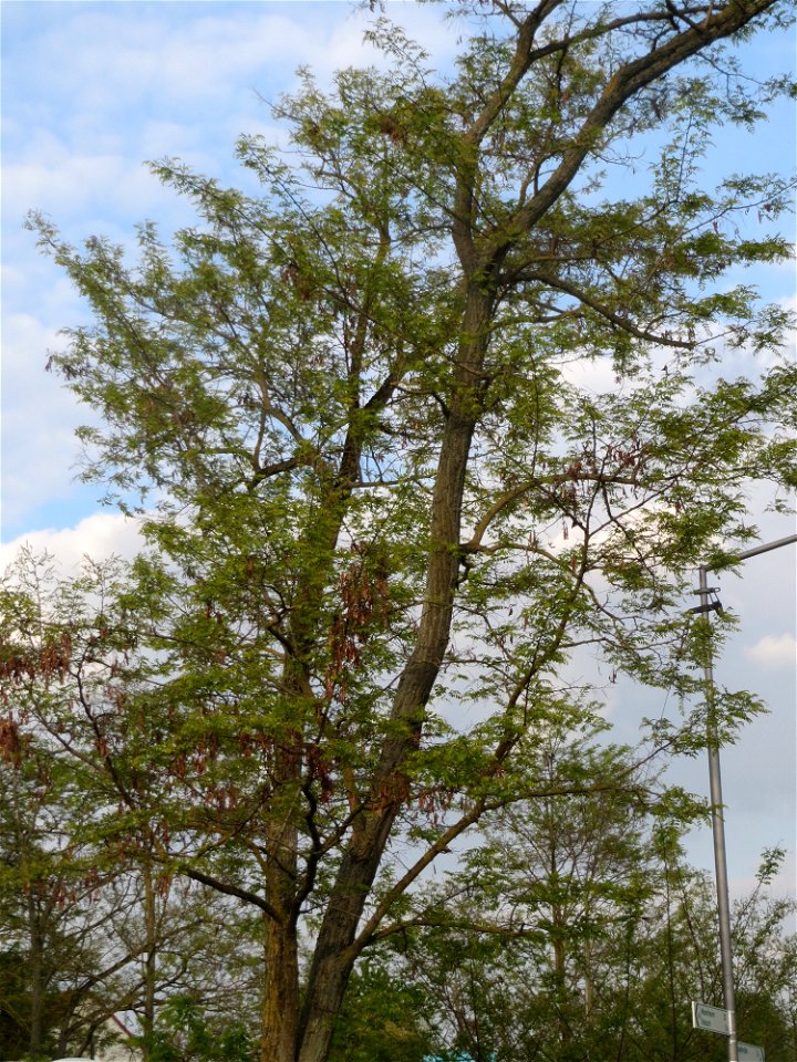 Robinie (Robinia pseudoacacia) im Hockenheimer Rheinbogen