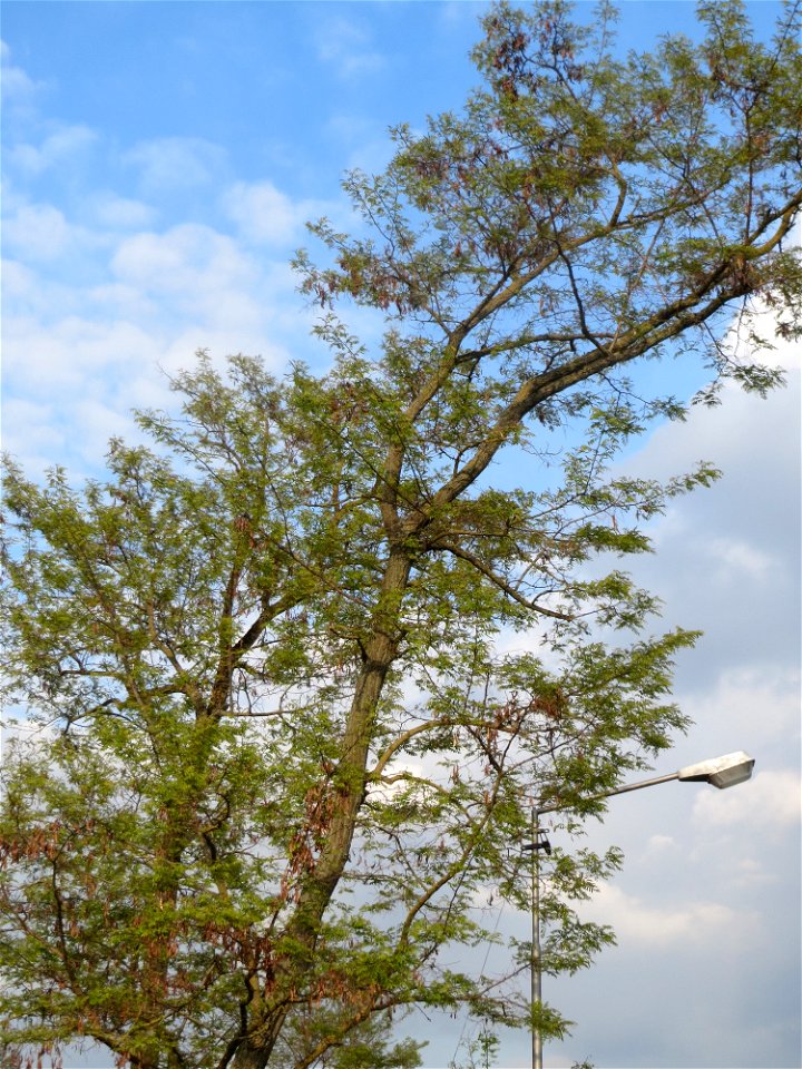 Robinie (Robinia pseudoacacia) im Hockenheimer Rheinbogen