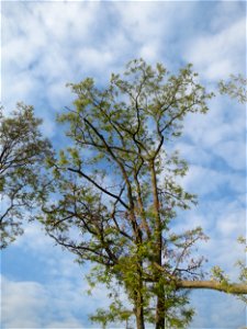 Robinie (Robinia pseudoacacia) im Hockenheimer Rheinbogen