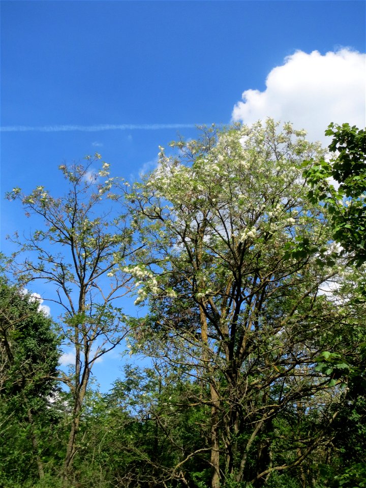 Blühende Robinie (Robinia pseudoacacia) in Hockenheim
