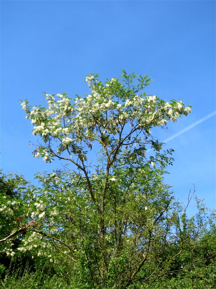 Blühende Robinie (Robinia pseudoacacia) in Hockenheim