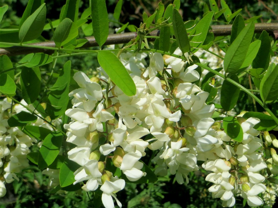 Blühende Robinie (Robinia pseudoacacia) in Hockenheim