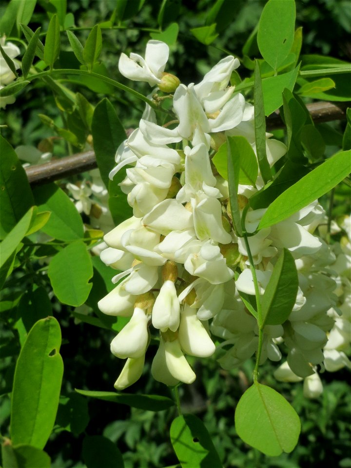 Blühende Robinie (Robinia pseudoacacia) in Hockenheim