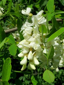 Blühende Robinie (Robinia pseudoacacia) in Hockenheim