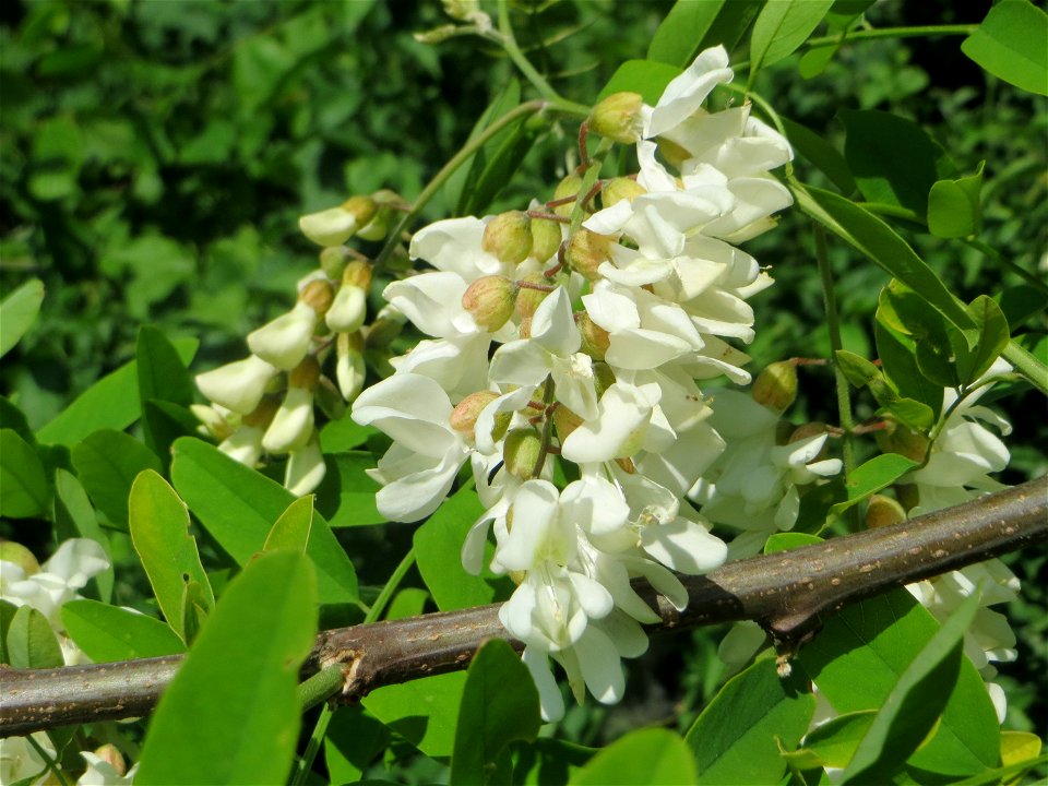Blühende Robinie (Robinia pseudoacacia) in Hockenheim