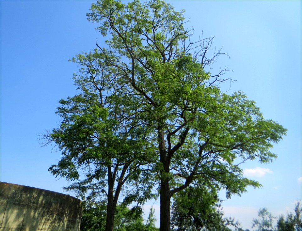 Robinie (Robinia pseudoacacia) beim Insultheimer Hof im Landschaftsschutzgebiet „Hockenheimer Rheinbogen“