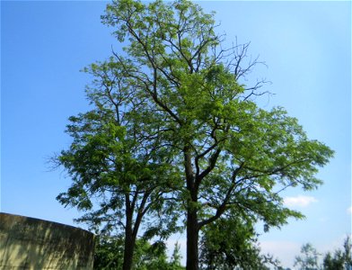 Robinie (Robinia pseudoacacia) beim Insultheimer Hof im Landschaftsschutzgebiet „Hockenheimer Rheinbogen“