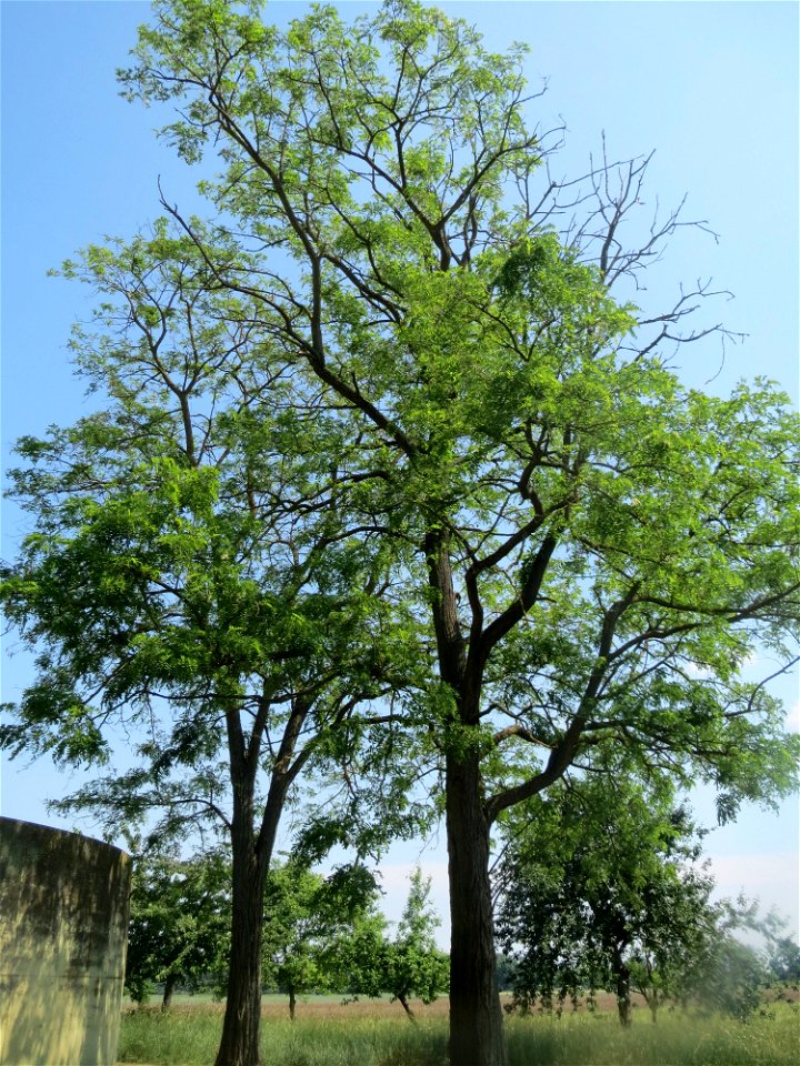 Robinie (Robinia pseudoacacia) beim Insultheimer Hof im Landschaftsschutzgebiet „Hockenheimer Rheinbogen“