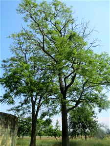 Robinie (Robinia pseudoacacia) beim Insultheimer Hof im Landschaftsschutzgebiet „Hockenheimer Rheinbogen“