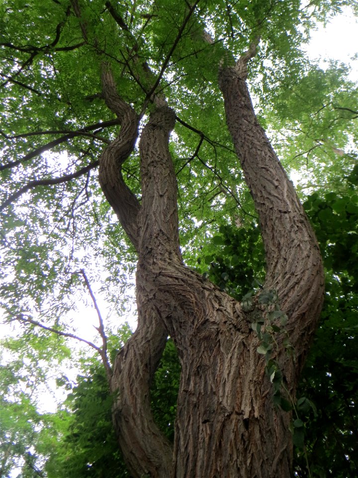 Gewöhnliche Robinie (Robinia pseudoacacia) am Winterberg in Sankt Arnual