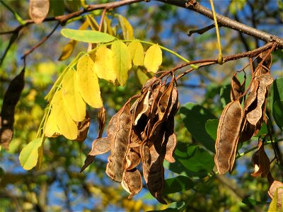 Gewöhnliche Robinie (Robinia pseudoacacia) in Hockenheim - fälschlicherweise oft als Akazie bezeichnet - Ursprung: Nordamerika