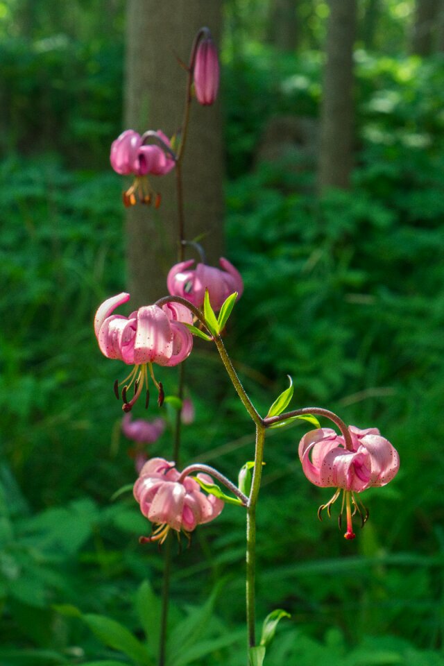 Flower plant lily