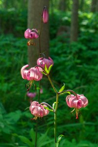 Flower plant lily photo