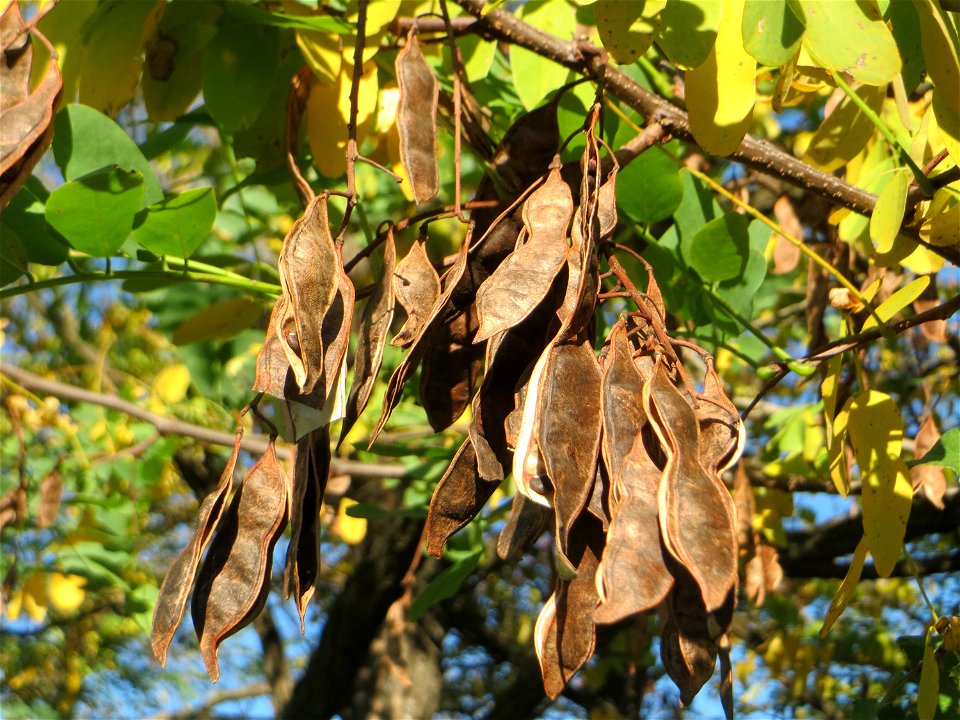 Gewöhnliche Robinie (Robinia pseudoacacia) in Hockenheim - fälschlicherweise oft als Akazie bezeichnet - Ursprung: Nordamerika