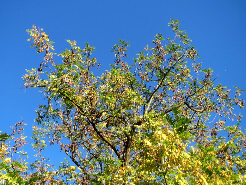 Gewöhnliche Robinie (Robinia pseudoacacia) in Hockenheim - fälschlicherweise oft als Akazie bezeichnet - Ursprung: Nordamerika