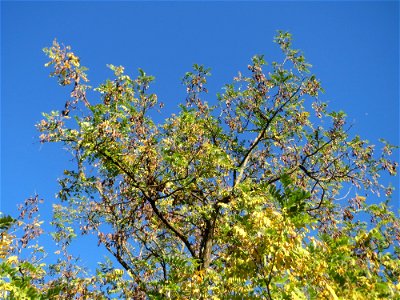 Gewöhnliche Robinie (Robinia pseudoacacia) in Hockenheim - fälschlicherweise oft als Akazie bezeichnet - Ursprung: Nordamerika