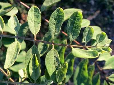 Wild wachsende Gewöhnliche Robinie (Robinia pseudoacacia) auf einer Brachfläche am Messplatz in Hockenheim - fälschlicherweise oft als Akazie bezeichnet - Ursprung: Nordamerika