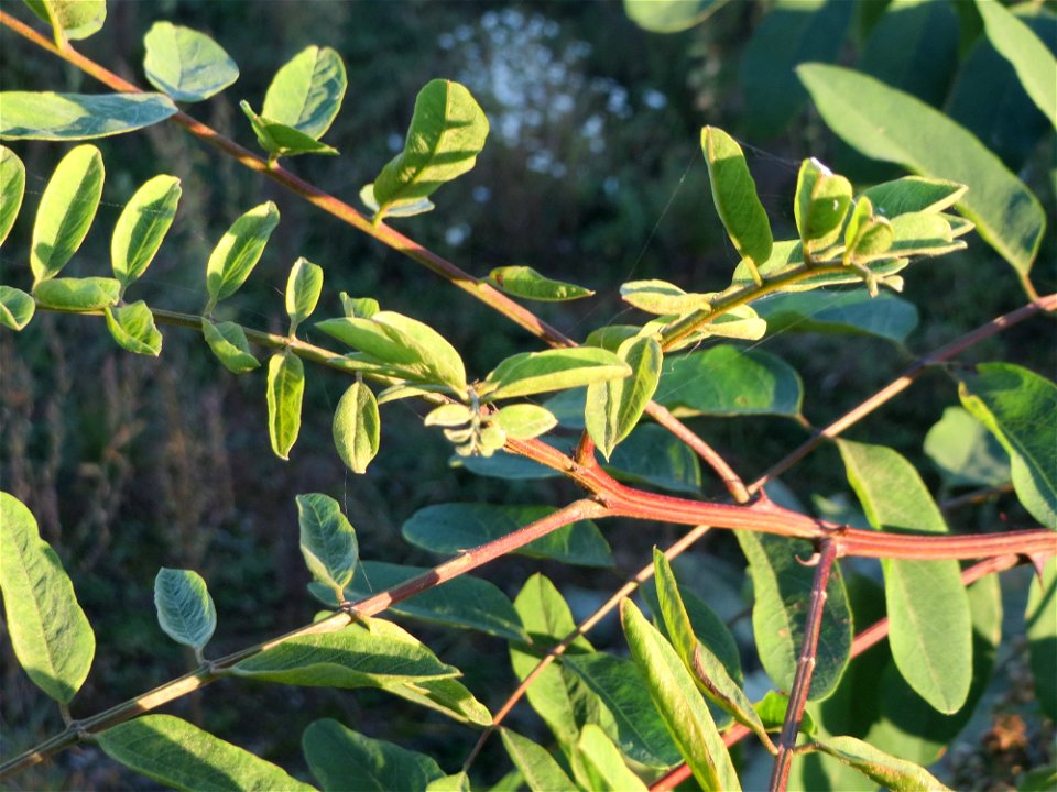 Wild wachsende Gewöhnliche Robinie (Robinia pseudoacacia) auf einer Brachfläche am Messplatz in Hockenheim - fälschlicherweise oft als Akazie bezeichnet - Ursprung: Nordamerika