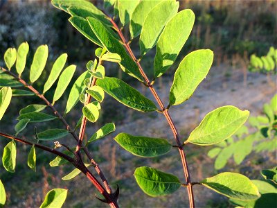Wild wachsende Gewöhnliche Robinie (Robinia pseudoacacia) auf einer Brachfläche am Messplatz in Hockenheim - fälschlicherweise oft als Akazie bezeichnet - Ursprung: Nordamerika