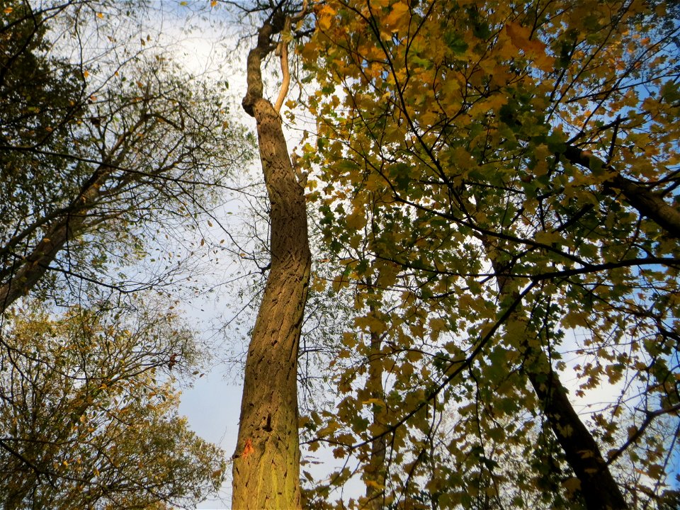 Gewöhnliche Robinie (Robinia pseudoacacia) im Dianenhain in Saarbrücken - eingeschleppt aus Nordamerika