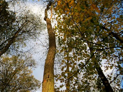 Gewöhnliche Robinie (Robinia pseudoacacia) im Dianenhain in Saarbrücken - eingeschleppt aus Nordamerika