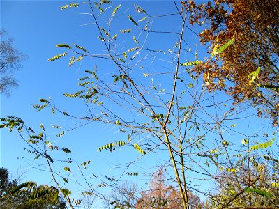 Junge Robinie (Robinia pseudoacacia) in Hockenheim