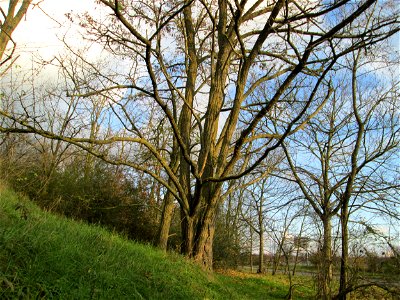Gewöhnliche Robinie (Robinia pseudoacacia) an der A61 bei Hockenheim