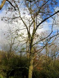 Gewöhnliche Robinie (Robinia pseudoacacia) an der A61 bei Hockenheim