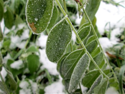 Vereiste Blätter der Robinie (Robinia pseudoacacia) am Stadtrand von Hockenheim nach dem Wintereinbruch am 1. Dezember 2017