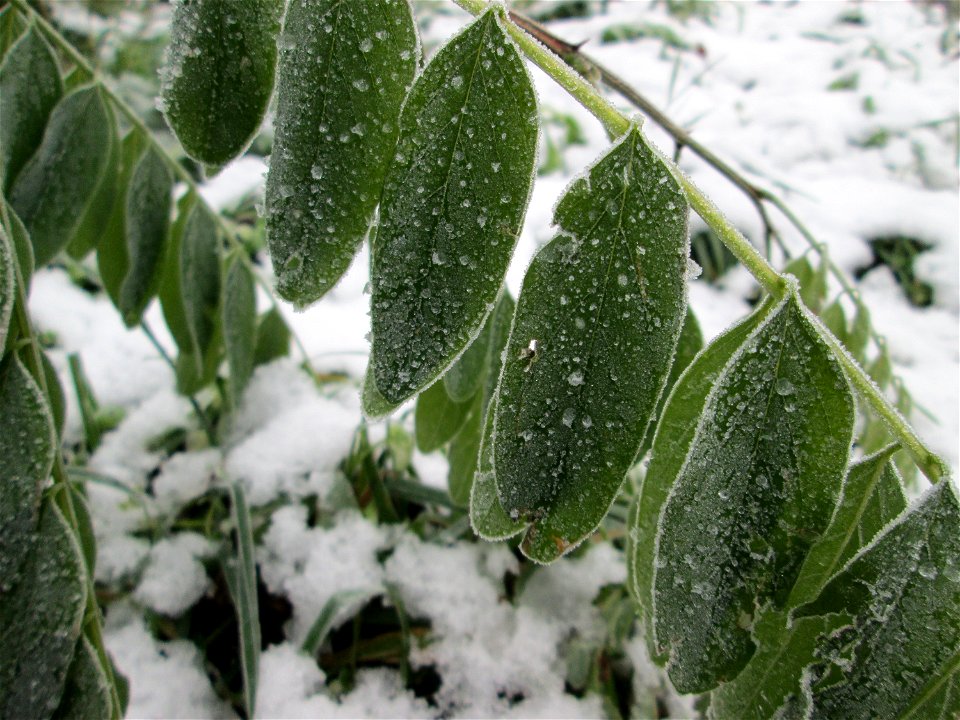 Vereiste Blätter der Robinie (Robinia pseudoacacia) am Stadtrand von Hockenheim nach dem Wintereinbruch am 1. Dezember 2017