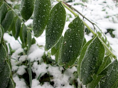 Vereiste Blätter der Robinie (Robinia pseudoacacia) am Stadtrand von Hockenheim nach dem Wintereinbruch am 1. Dezember 2017