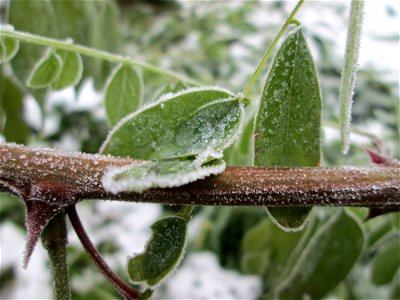 Vereiste Blätter der Robinie (Robinia pseudoacacia) am Stadtrand von Hockenheim nach dem Wintereinbruch am 1. Dezember 2017