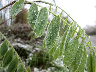 Vereiste Blätter der Robinie (Robinia pseudoacacia) am Stadtrand von Hockenheim nach dem Wintereinbruch am 1. Dezember 2017