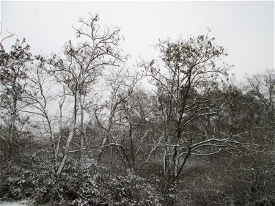 Gewöhnliche Robinie (Robinia pseudoacacia) am Stadtrand von Hockenheim bei Neuschnee am 3. Dezember 2017