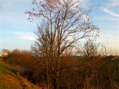 Gewöhnliche Robinie (Robinia pseudoacacia) an der Böschung der A61 bei Hockenheim - eingeschleppt aus Nordamerika