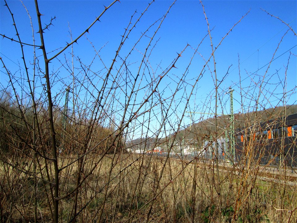 Gewöhnliche Robinie (Robinia pseudoacacia) am Bahnhof Brebach - eingeschleppt aus Nordamerika