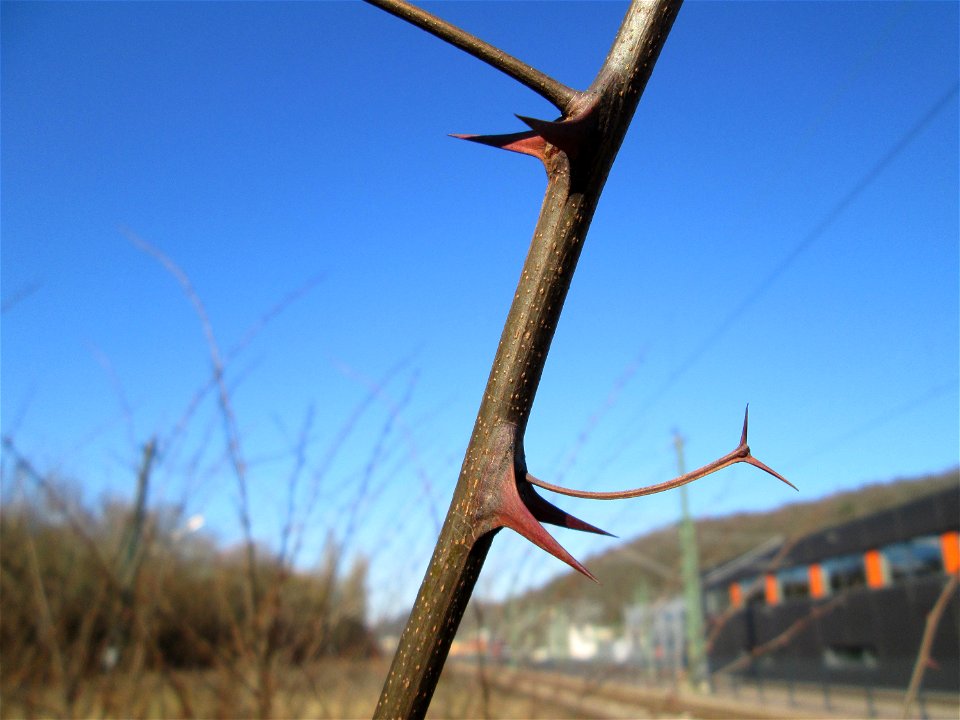 Gewöhnliche Robinie (Robinia pseudoacacia) am Bahnhof Brebach - eingeschleppt aus Nordamerika